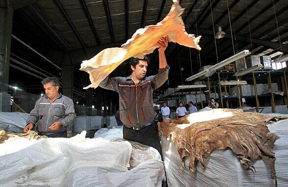 اعتراض فعالان صنعت چرم به شیوه ارزیابی محموله‌های صادراتی ضایعات پوست گاوی
